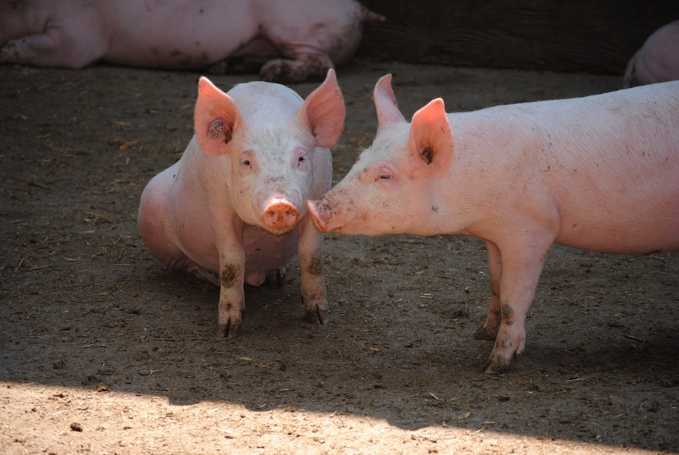 Schweine