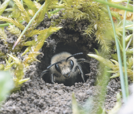 Bienen